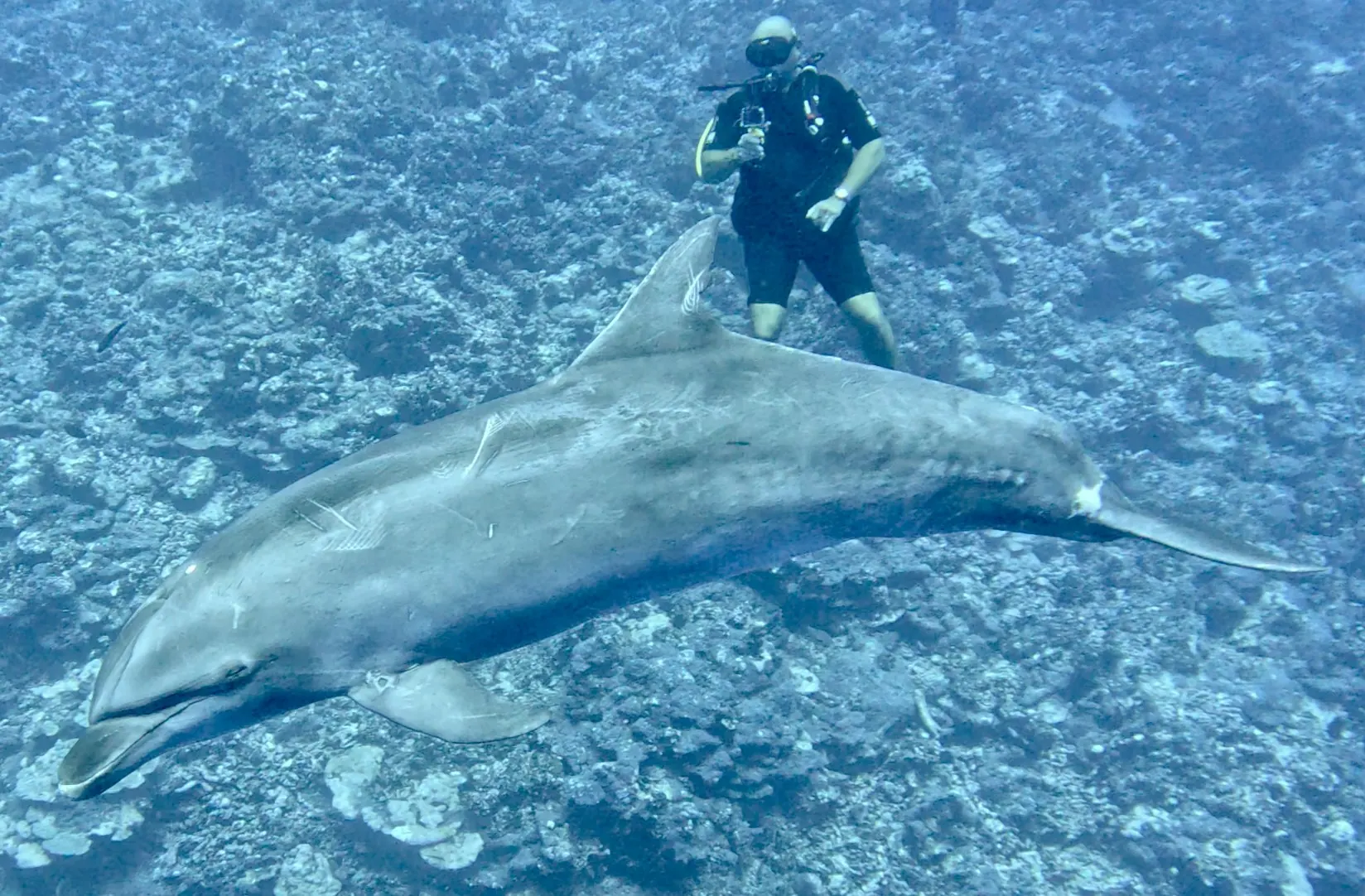 Enzo tout d'abord, suivi par 19 autres dauphins ! Ils étaient quasiment tous réunis aujourd'hui.