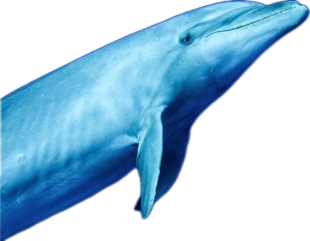 Tikei