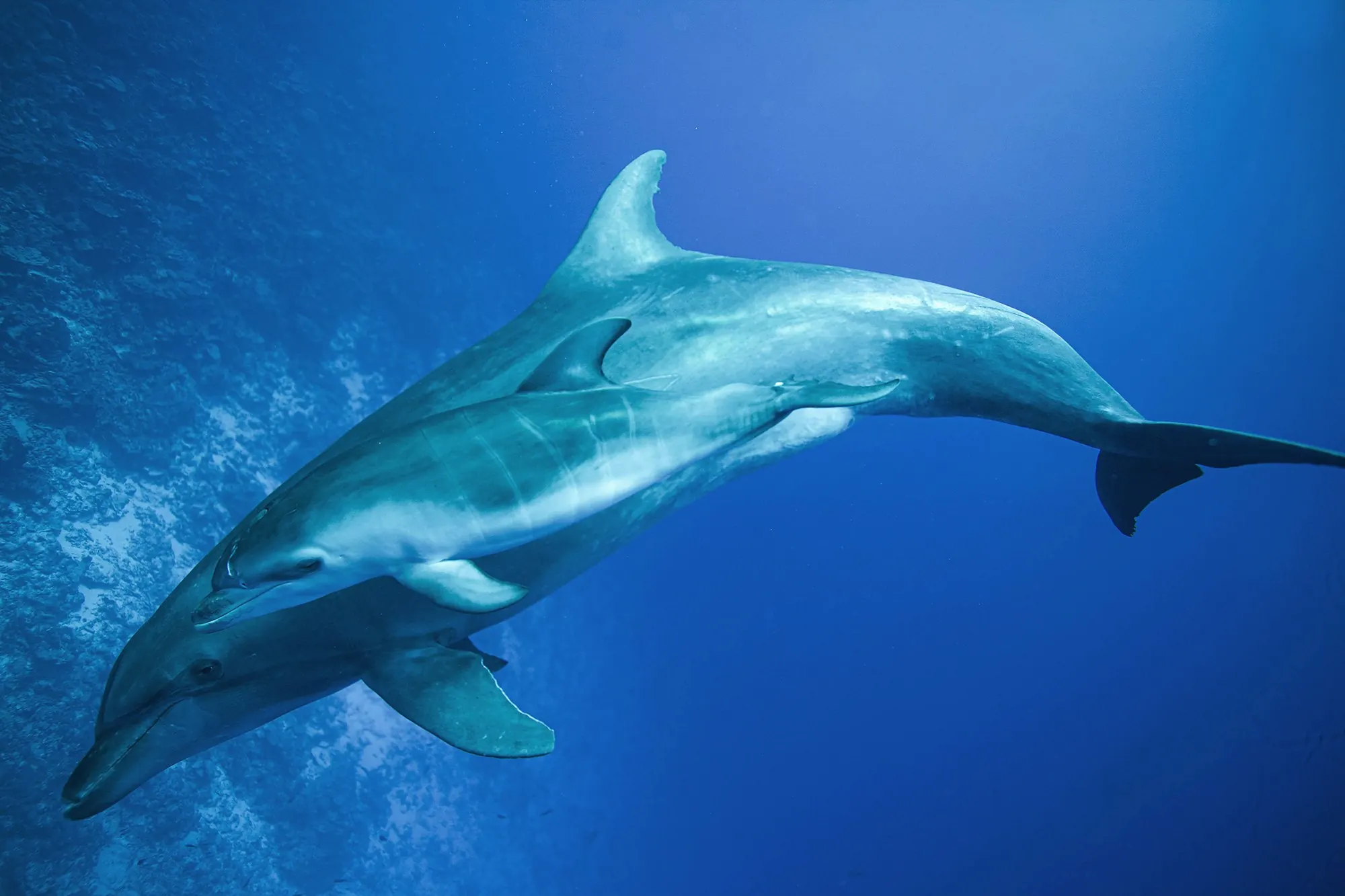 11 dauphins au total, dont à nouveau Nikki et sa nouvelle-née !