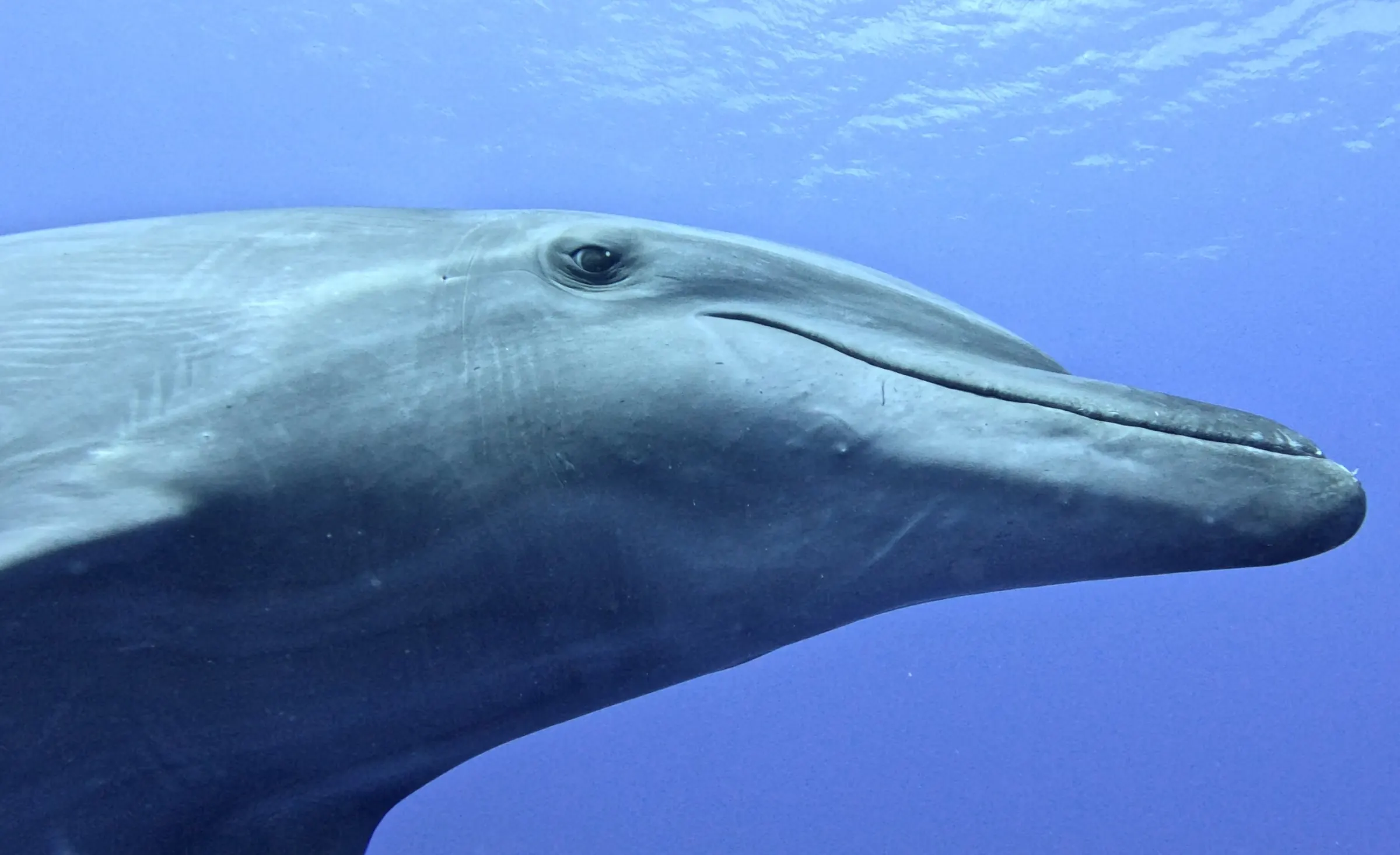 Zip, très en forme, avec son petit et 9 autres dauphins !