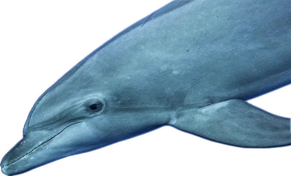 Teraimana
