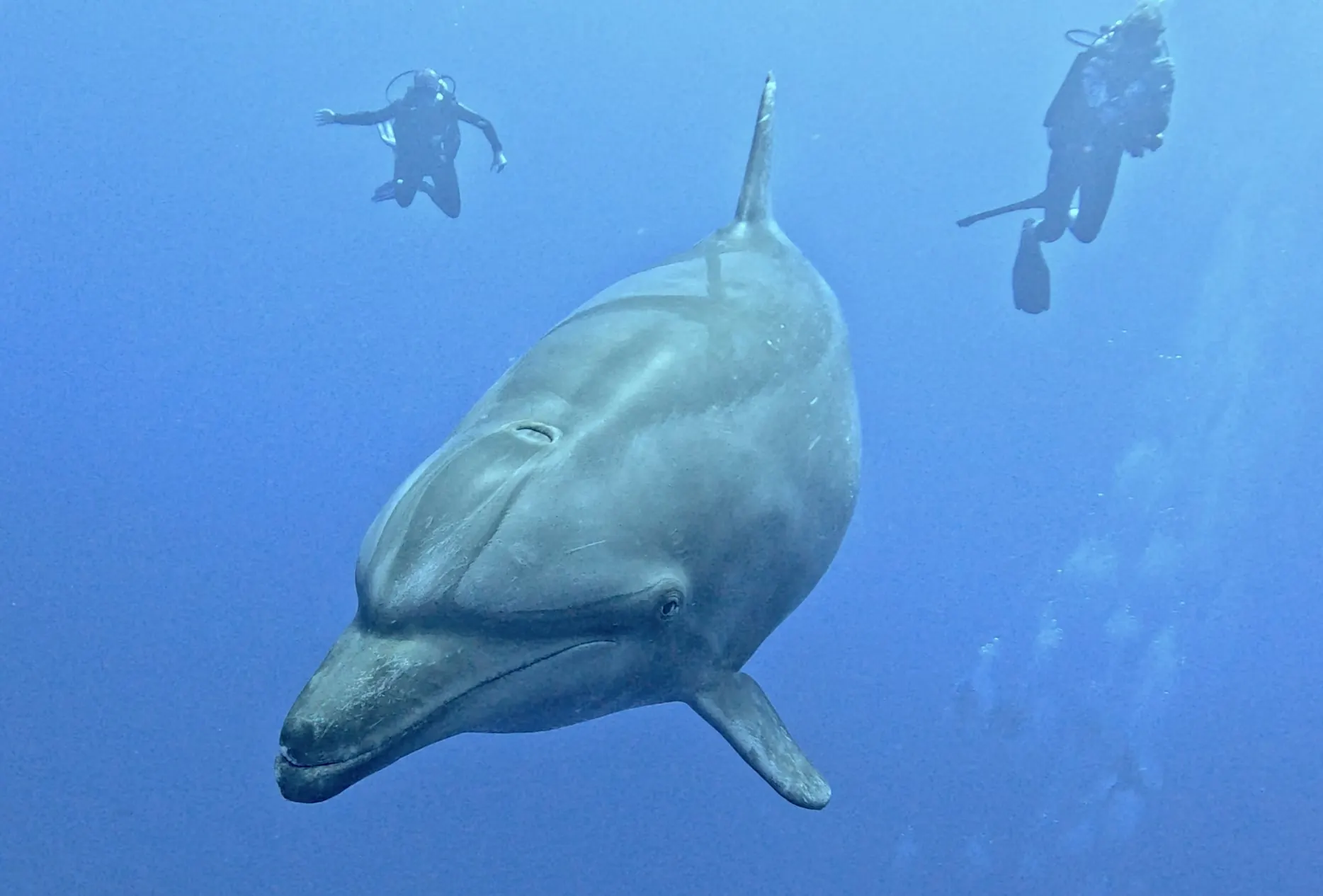 Thaïs, qui est venue à notre rencontre à l'angle de la passe Hiria. Il y avait aussi 10 autres dauphins sur cette plongé