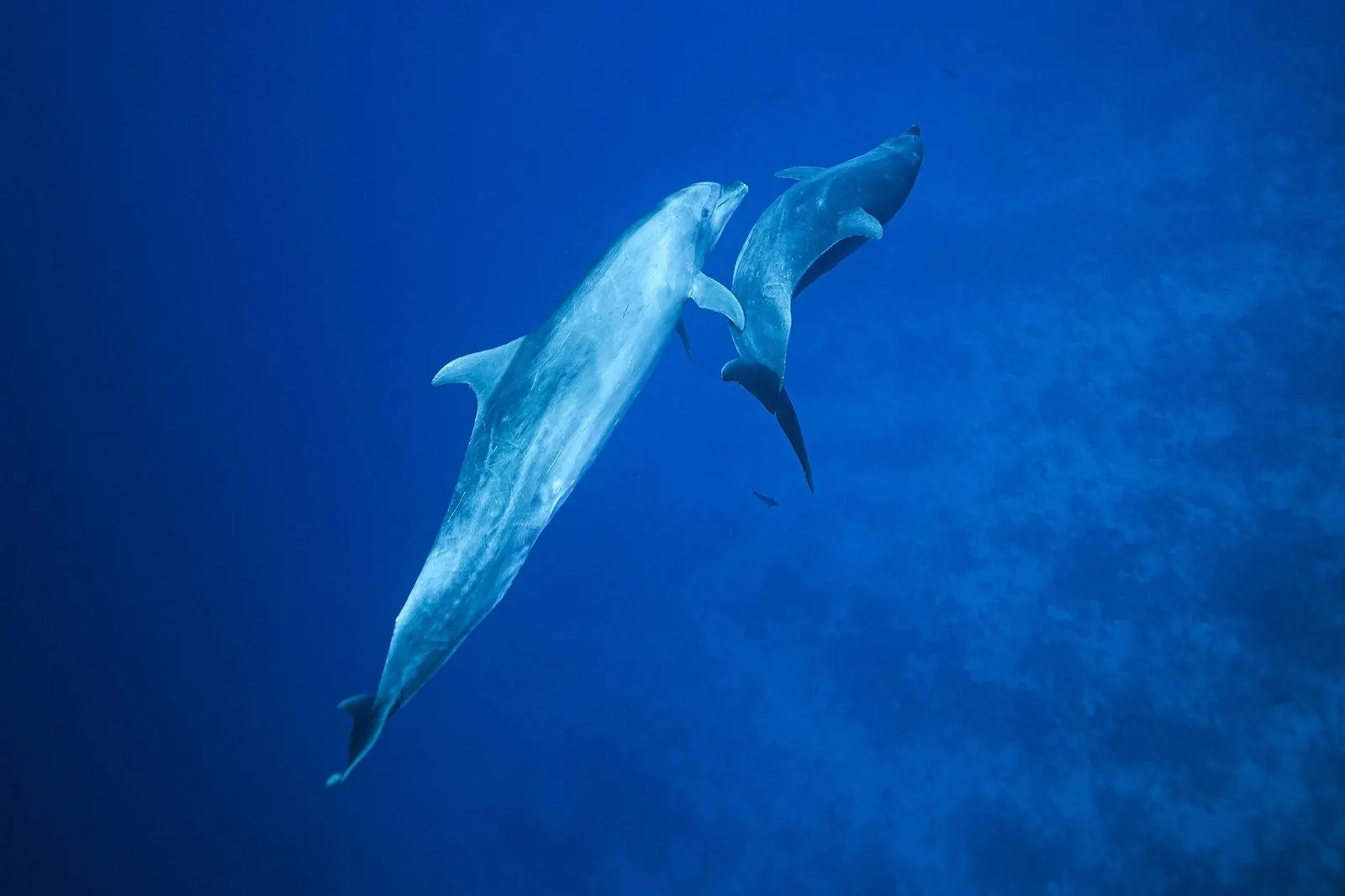 Léo et 3 autres dauphins assez tranquilles.