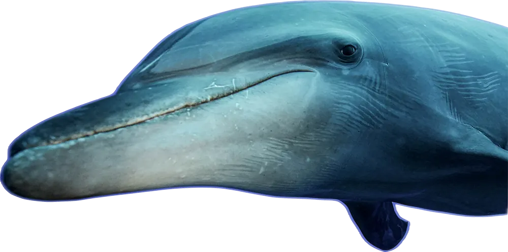 Zip