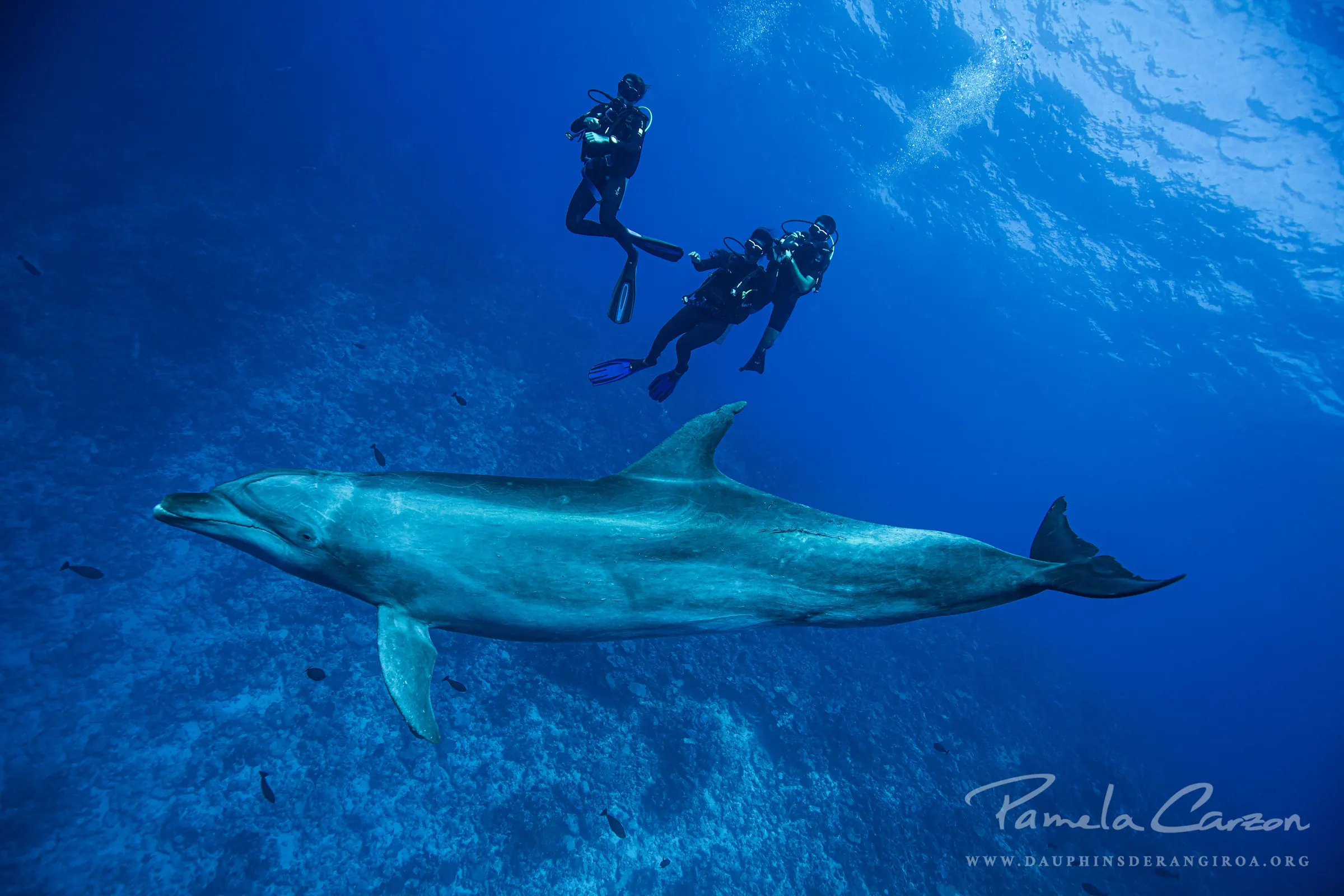 ¡Participe en una encuesta sobre las interacciones entre humanos y delfines!