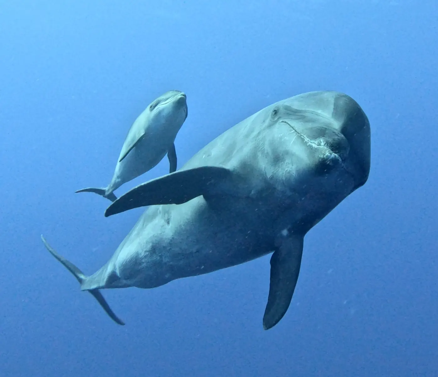 Nikki, à nouveau, accompagnée de sa toute-petite fille née fin août ! Et 9 autres dauphins également.