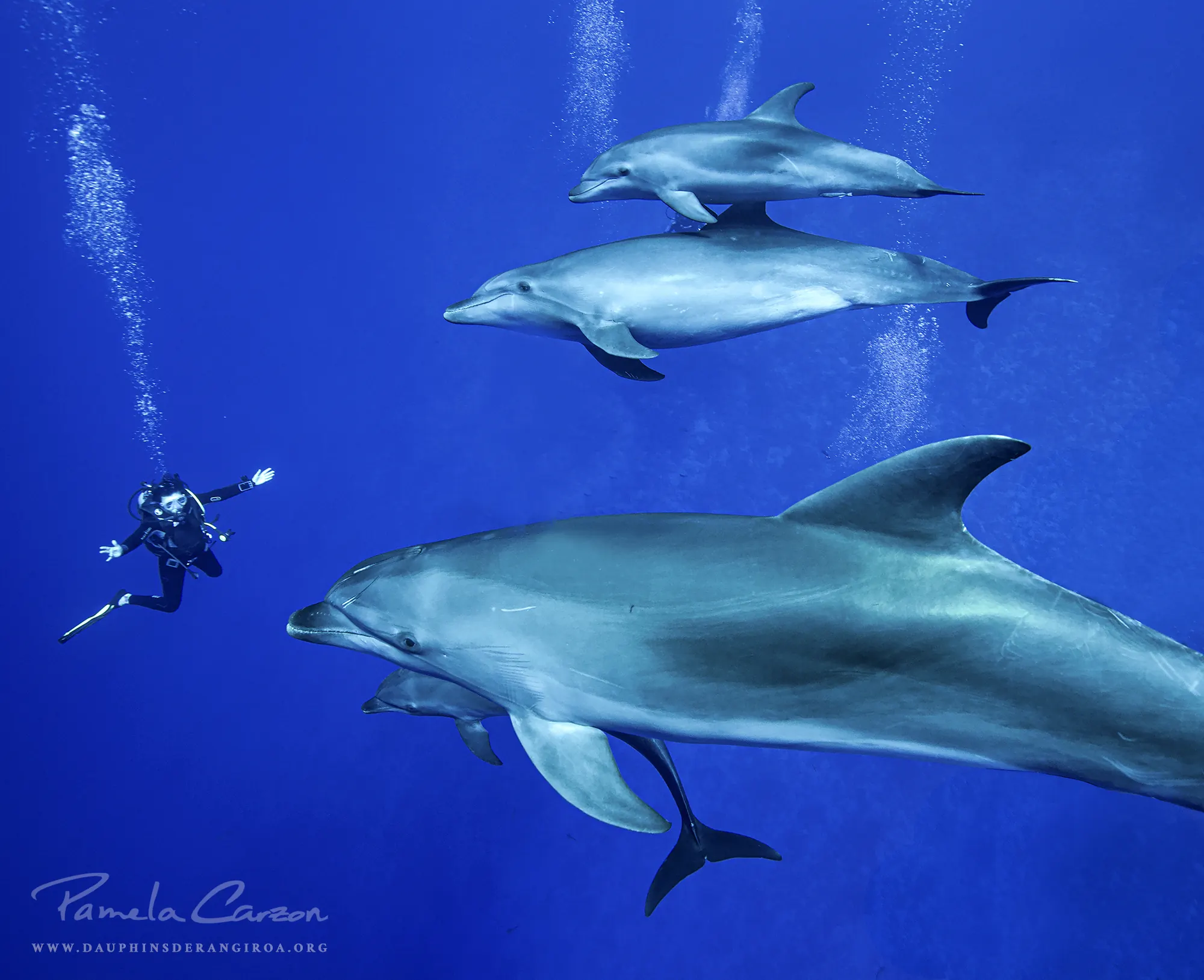 Obtención de un doctorado sobre los delfines de Rangiroa