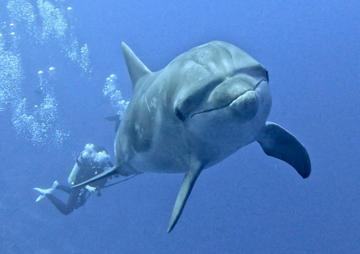 Le jeune Heremoana, qui naviguait sur zone en compagnie de 12 autres dauphins.