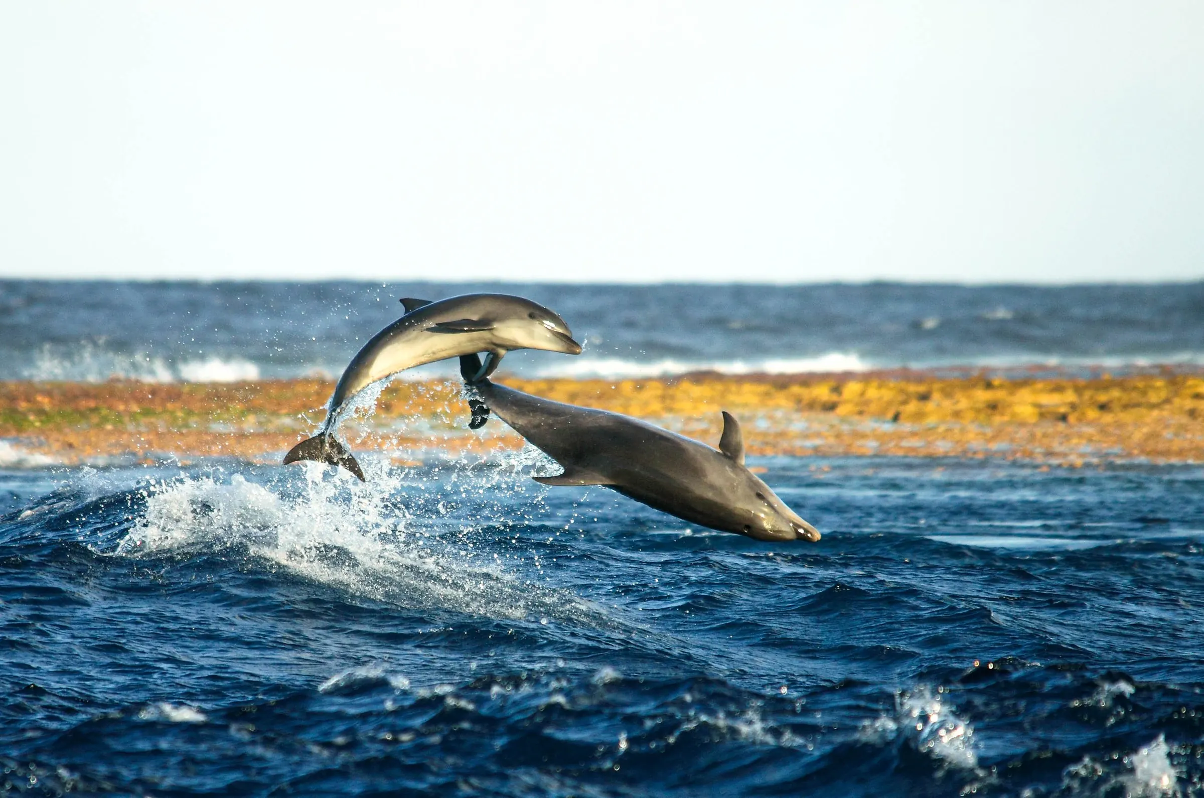 Des dauphins dans la passe de Tiputa.